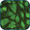 Cytoplasmic/ Mitochondrial